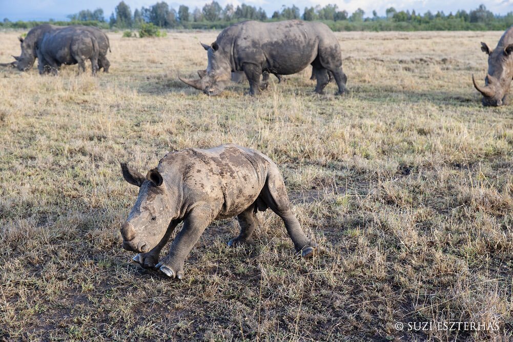 Rhinos - Rhinoceros, Endangered species, Odd-toed ungulates, Animals, Wild animals, wildlife, Nature, Reserves and sanctuaries, Africa, The photo, Young, Longpost