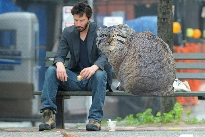 Response to the post Partners) - Pallas' cat, Pet the cat, John Wick, Cat family, Wild animals, Predatory animals, Images, Reply to post