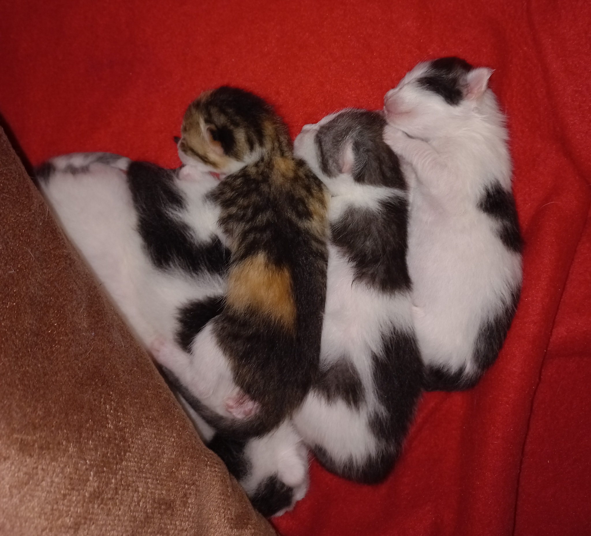 Sweet mini buns - My, cat, Kittens, Pet the cat, Cat family, Tricolor cat, Pink, Black and white, Pets, Animals, Feeding, Fluffy, Longpost