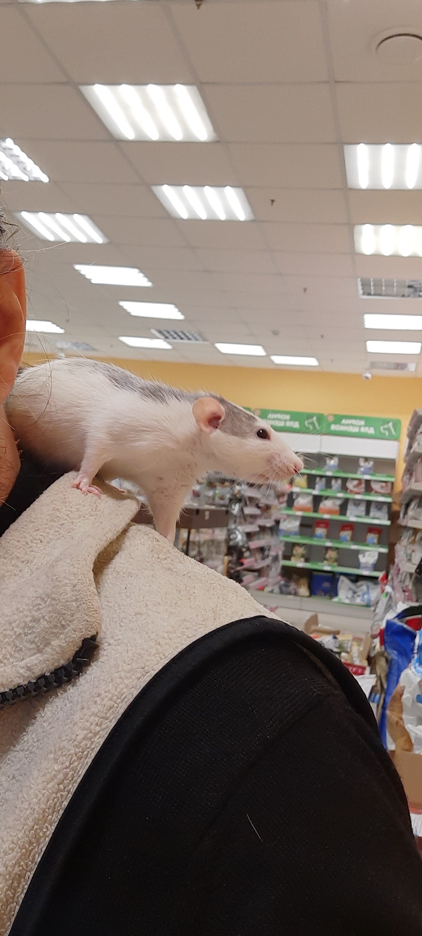 Are there any seeds? And if I find it!? - My, Rat, Decorative rats, Rat Chronicles, Pet Shop, Mobile photography, Longpost, Pets, Animals