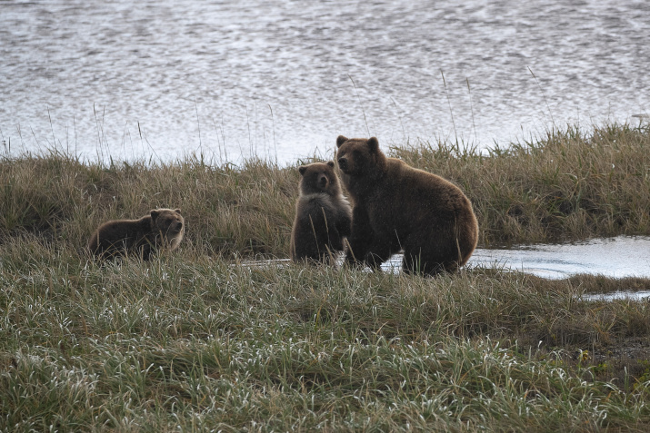 There are not many bears in Kamchatka, but a lot - Brown bears, Kamchatka, Expedition, The Bears, wildlife, Wild animals, Alsib, Search, Airplane, The Great Patriotic War, Crash, Russian scientists, Ministry of Defence, Dangerous animals, Life safety, Longpost