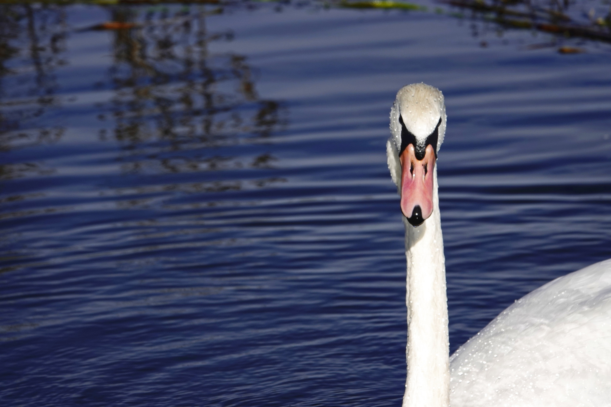 They say today is White Swan Day - My, Netherlands (Holland), The photo, Nature, Birds, Shipun