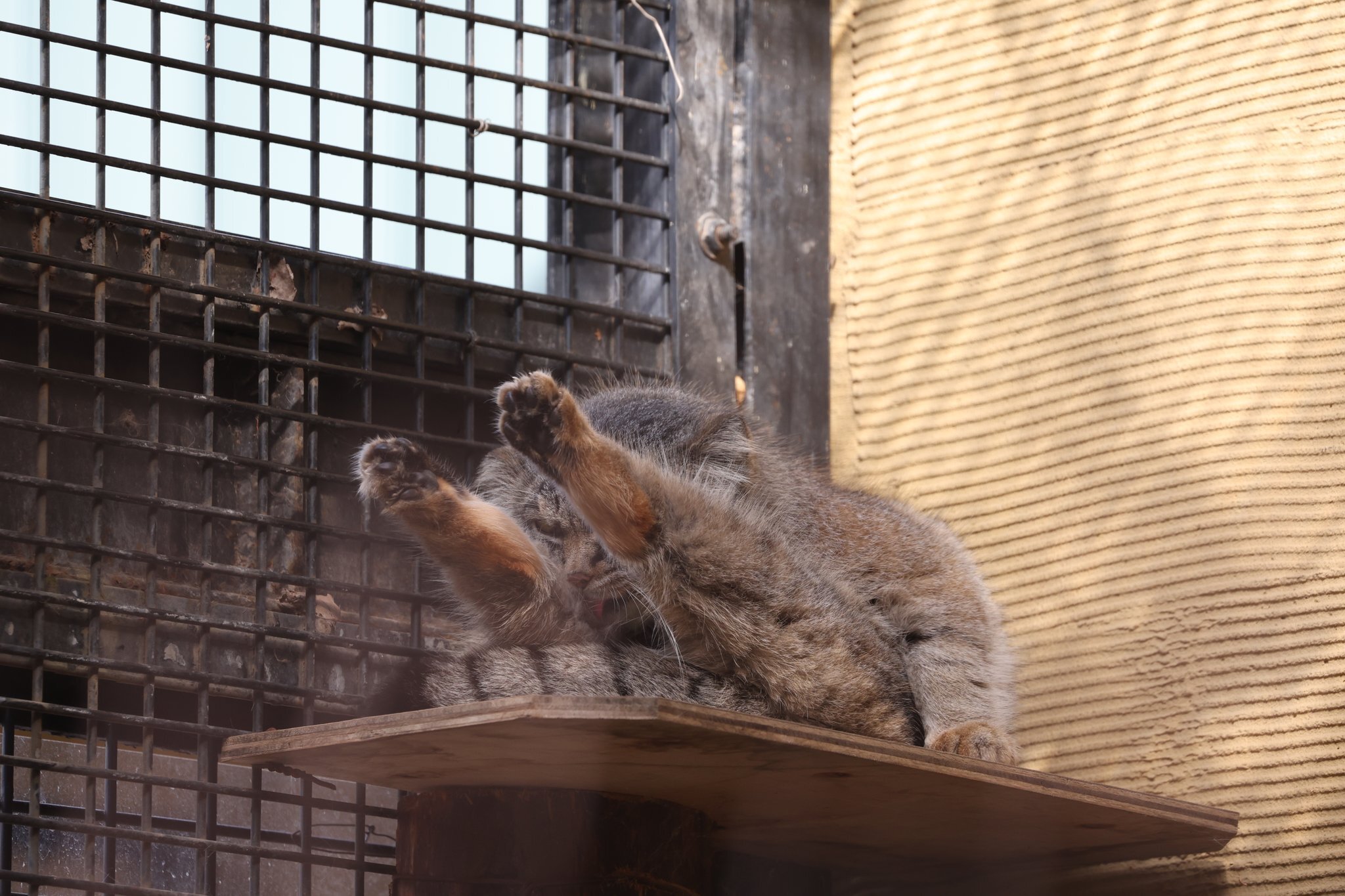 Ready for the Day of Grace :3 - Pallas' cat, Pet the cat, Cat family, Small cats, Paws, Wild animals