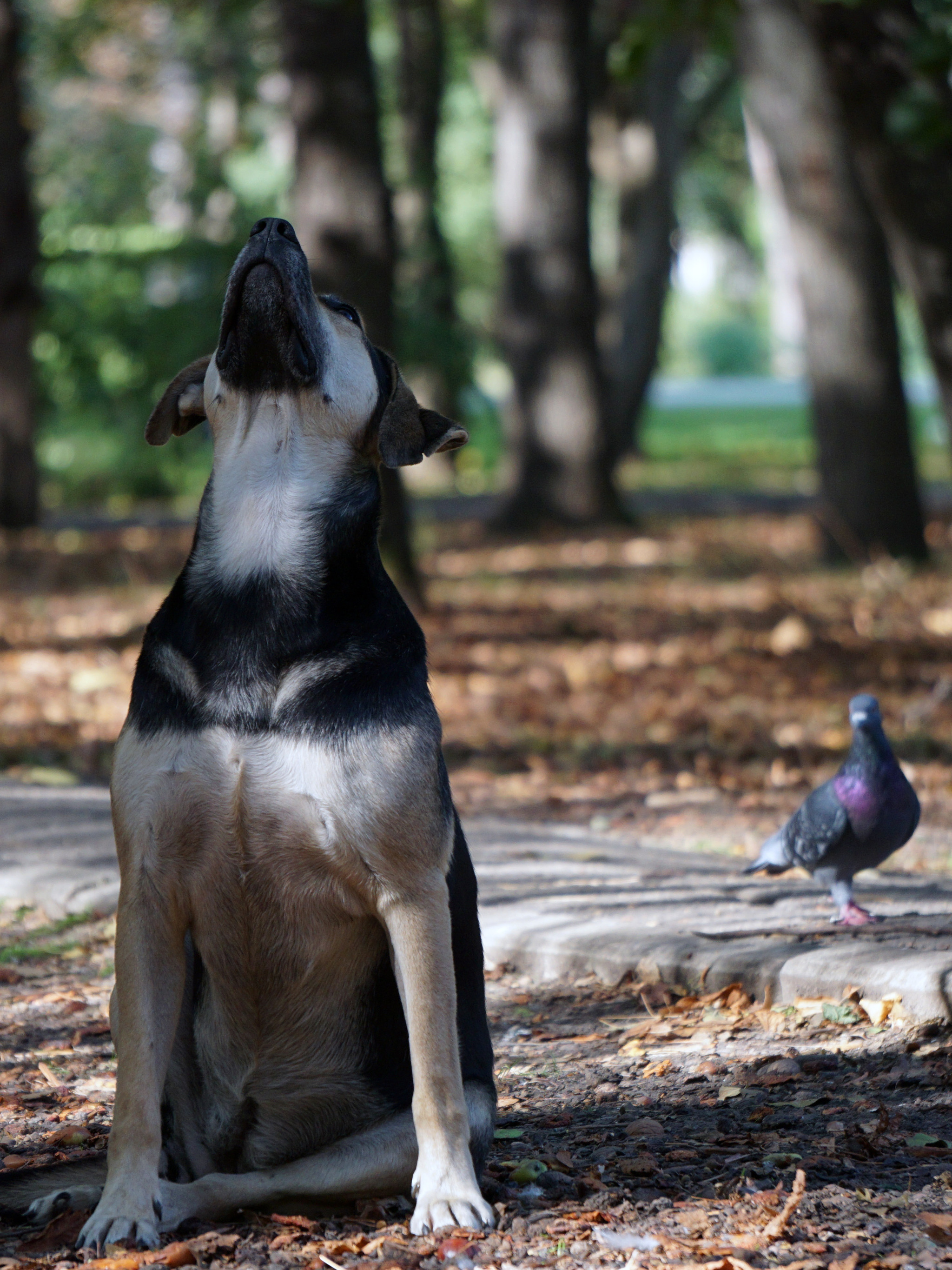 watcher dog - My, Chistyakovskaya Grove, The photo, Dog, Squirrel, Longpost