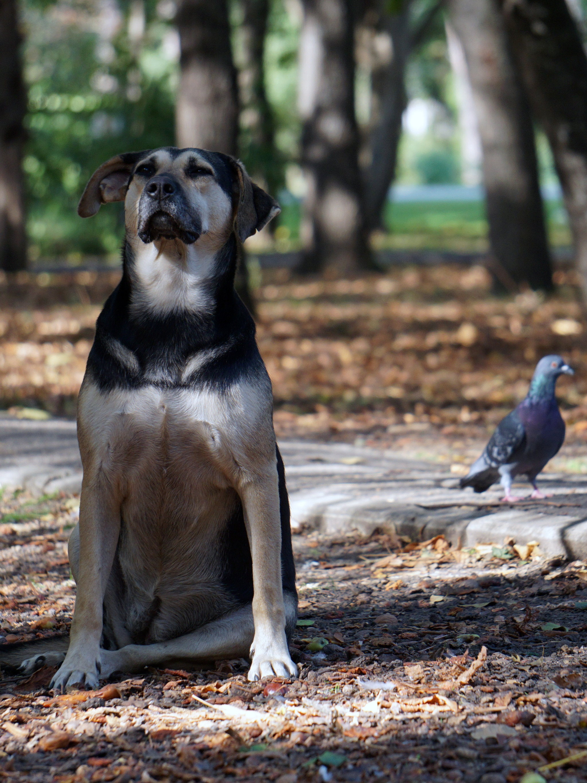 watcher dog - My, Chistyakovskaya Grove, The photo, Dog, Squirrel, Longpost