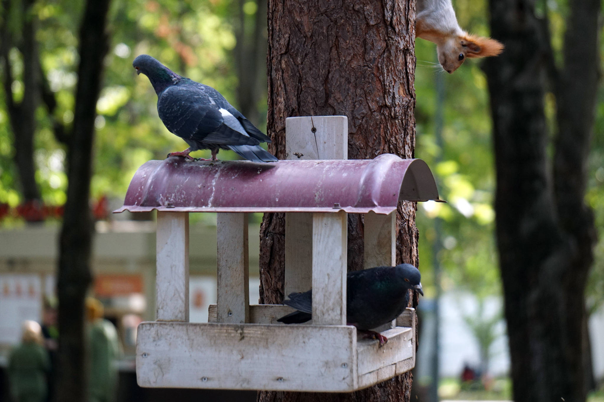 watcher dog - My, Chistyakovskaya Grove, The photo, Dog, Squirrel, Longpost