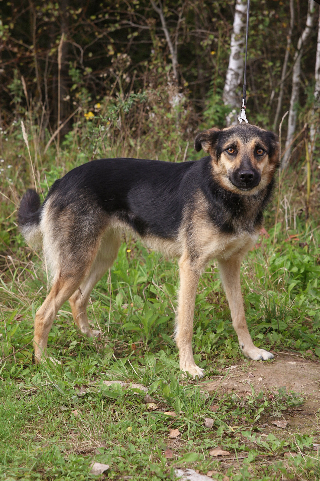 Emma. The most gentle creature from the shelter - My, Shelter, Animal shelter, In good hands, The rescue, Helping animals, Volunteering, Veterinary, Homeless animals, Animal Rescue, Dog, Moscow, Moscow region, Longpost, Kindness, No rating