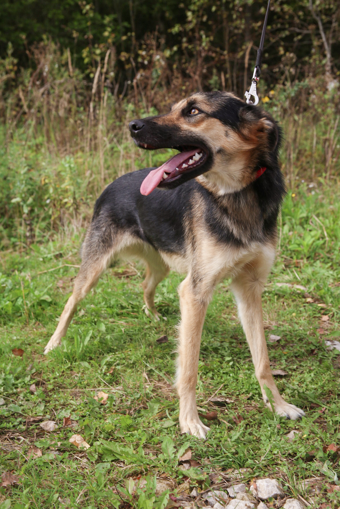 Emma. The most gentle creature from the shelter - My, Shelter, Animal shelter, In good hands, The rescue, Helping animals, Volunteering, Veterinary, Homeless animals, Animal Rescue, Dog, Moscow, Moscow region, Longpost, Kindness, No rating