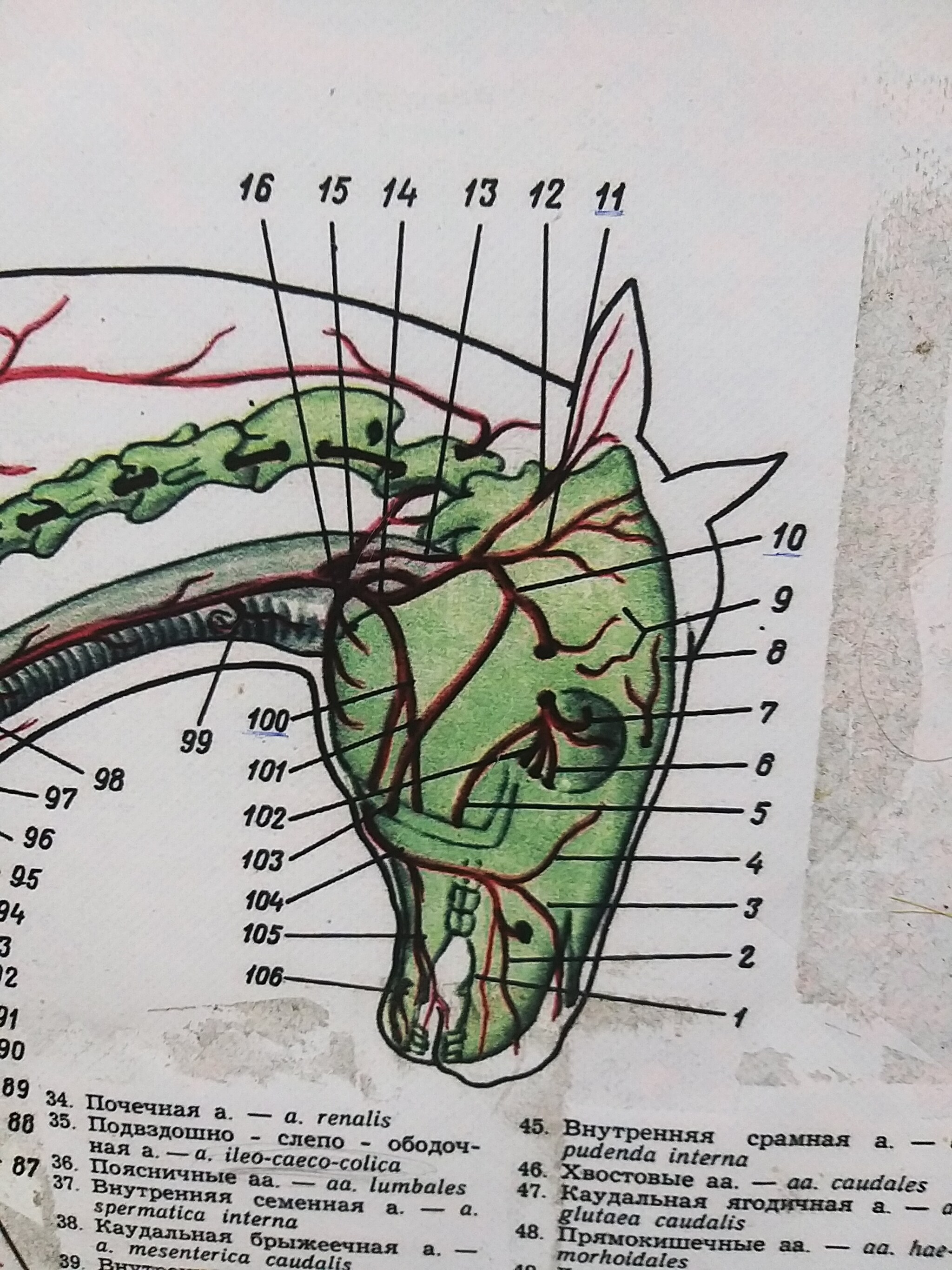 In anatomy - My, Work, Anatomical, Veterinary, Bones, Longpost