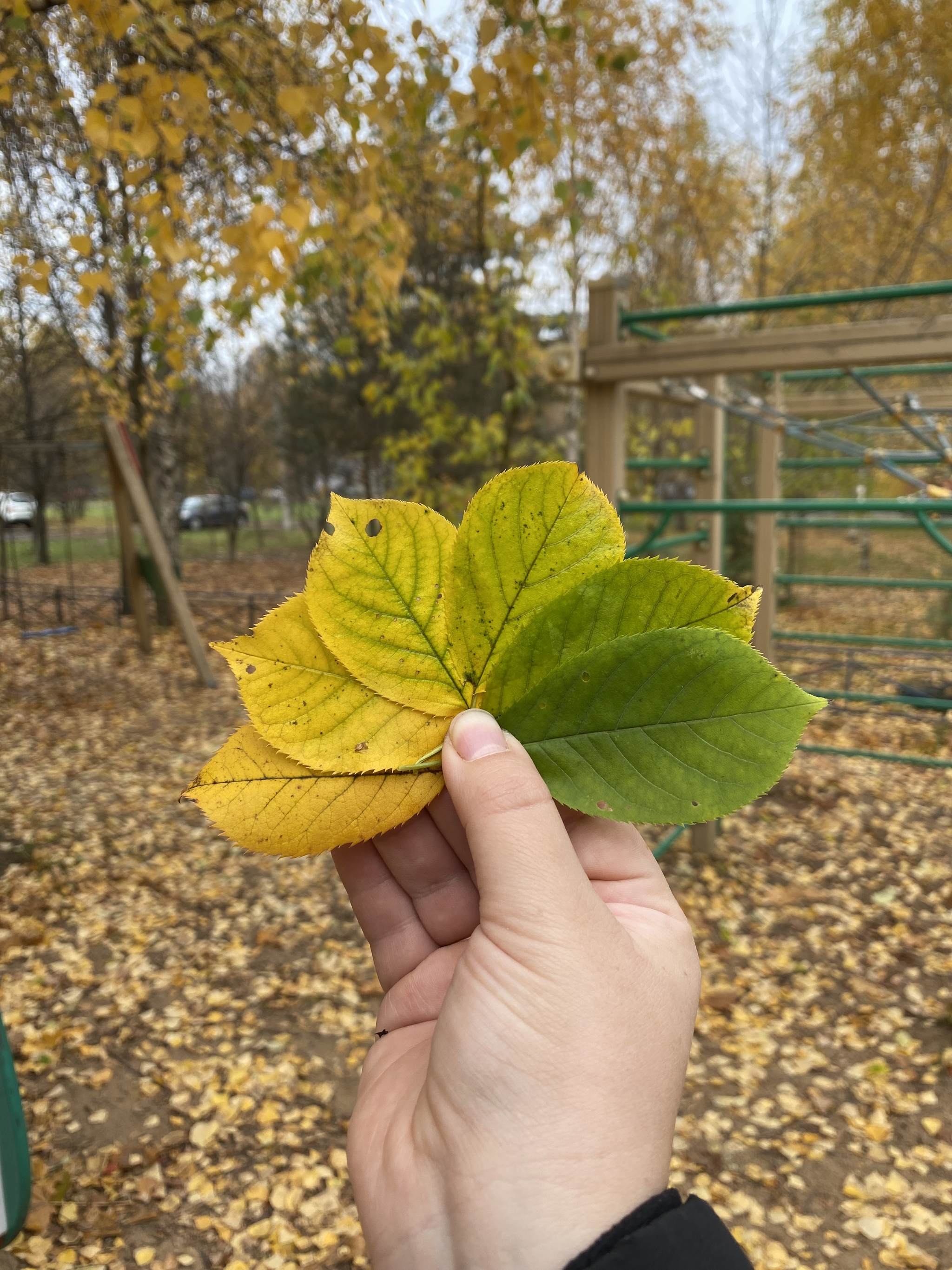 Fall colors - My, Autumn, Autumn leaves, Mobile photography