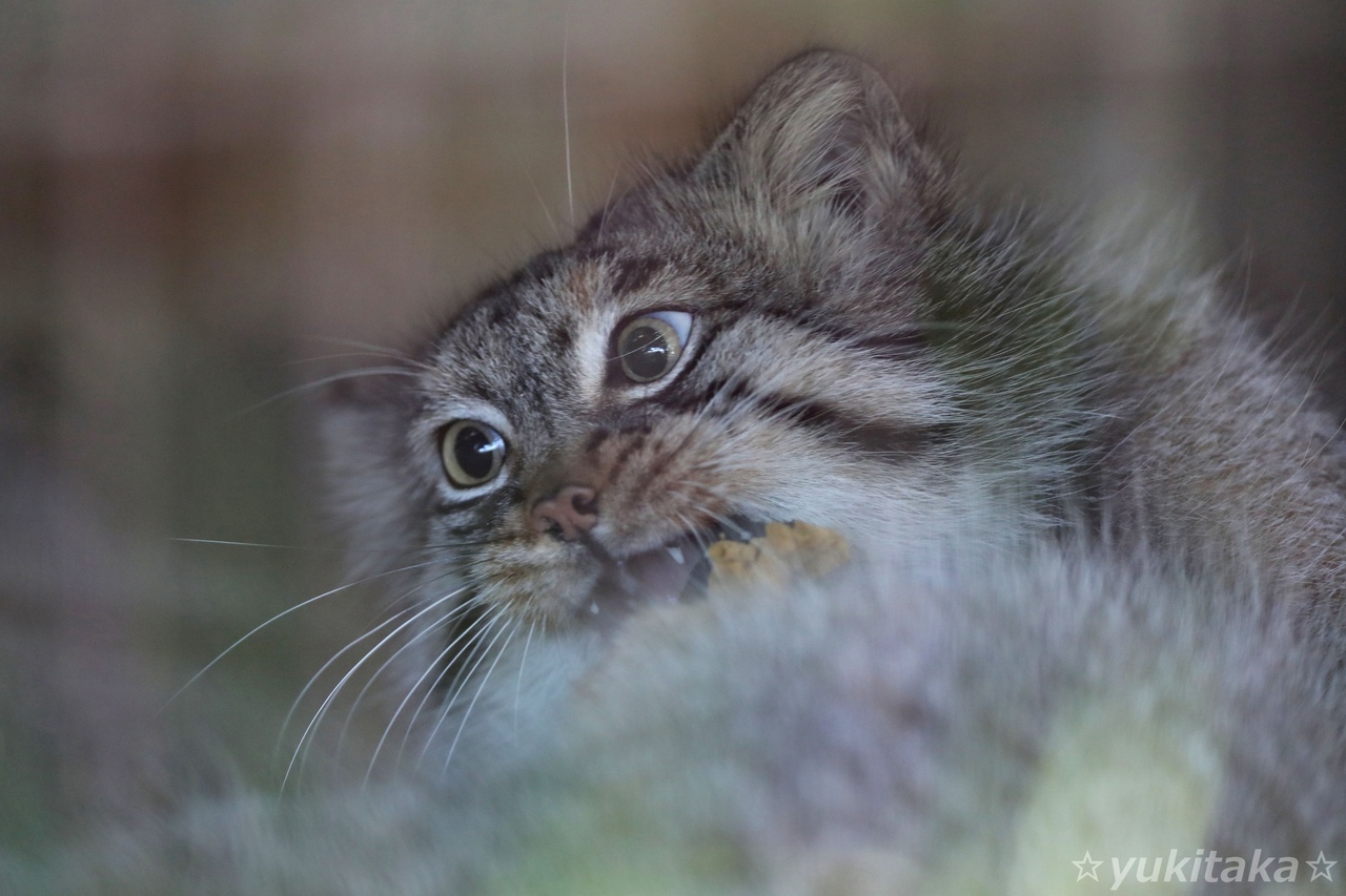 Vampire :E - Pallas' cat, Pet the cat, Cat family, Small cats, The photo, Wild animals, Predatory animals