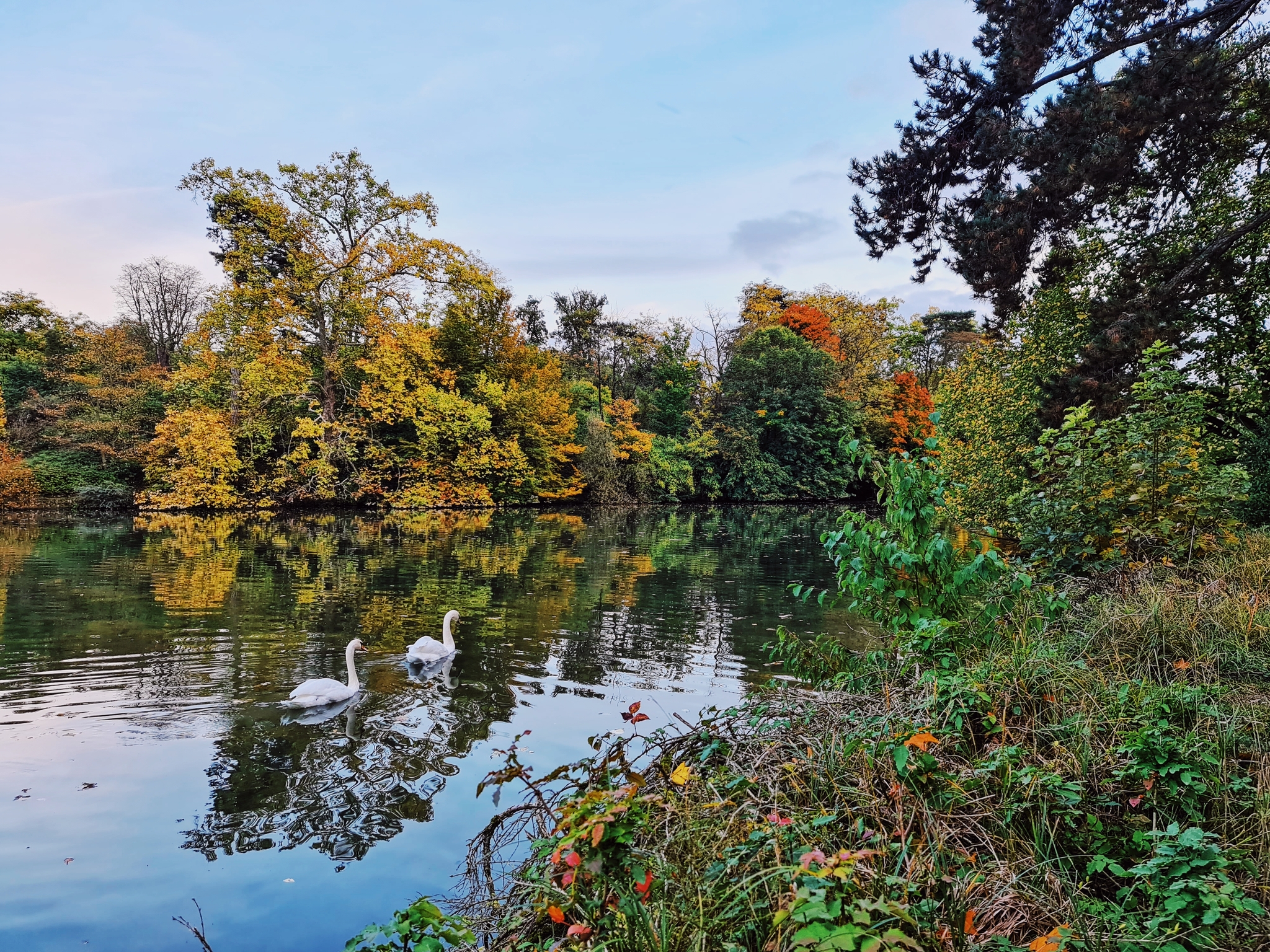 Bois de Boulogne in autumn - The photo, Mobile photography, Photo on sneaker, Paris, Nature, Longpost