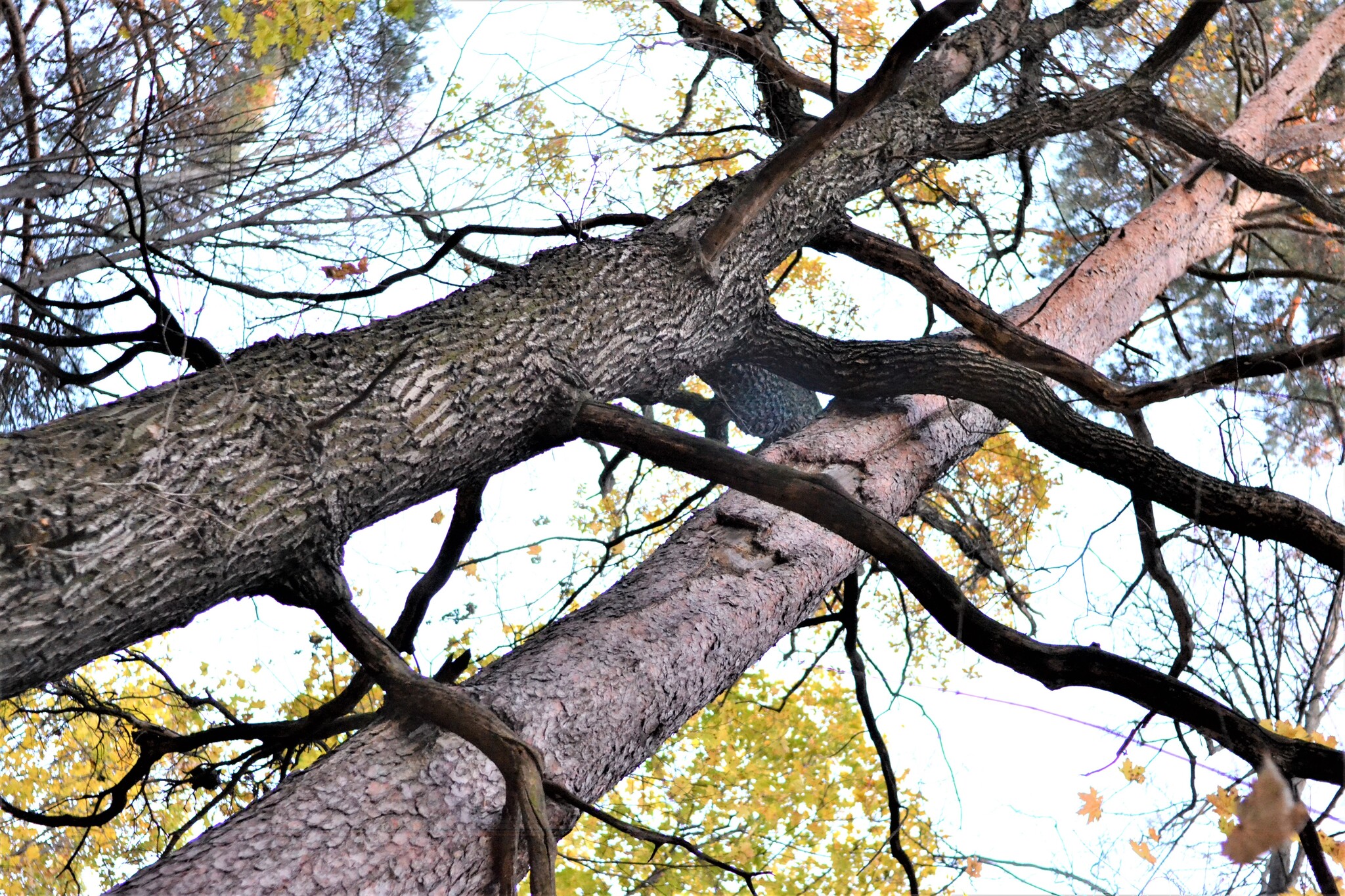 Trees are like people, and some people are like logs)) - My, Nikon d3100, The photo, Sky, Autumn, Tree, Grayness, Nikon, Nature, Longpost, Reflection