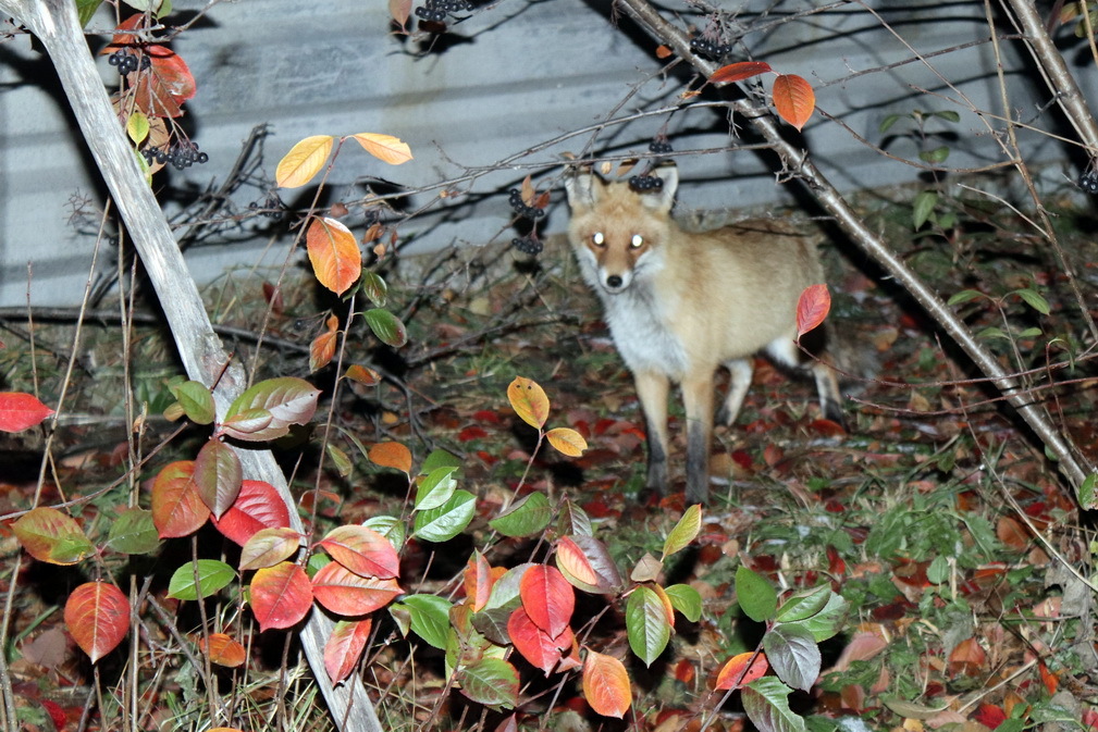 Fox in the garden - My, Garden, Fox, The photo, Night, Canon, Telephone