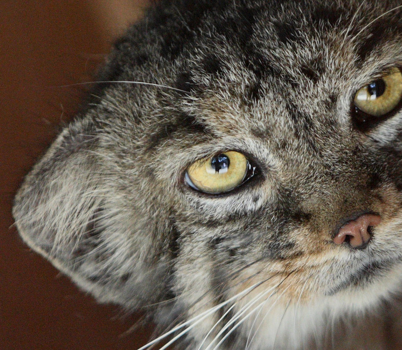 Would you like to bite your finger? - Pallas' cat, Pet the cat, Small cats, Cat family, Wild animals, Fluffy, The photo