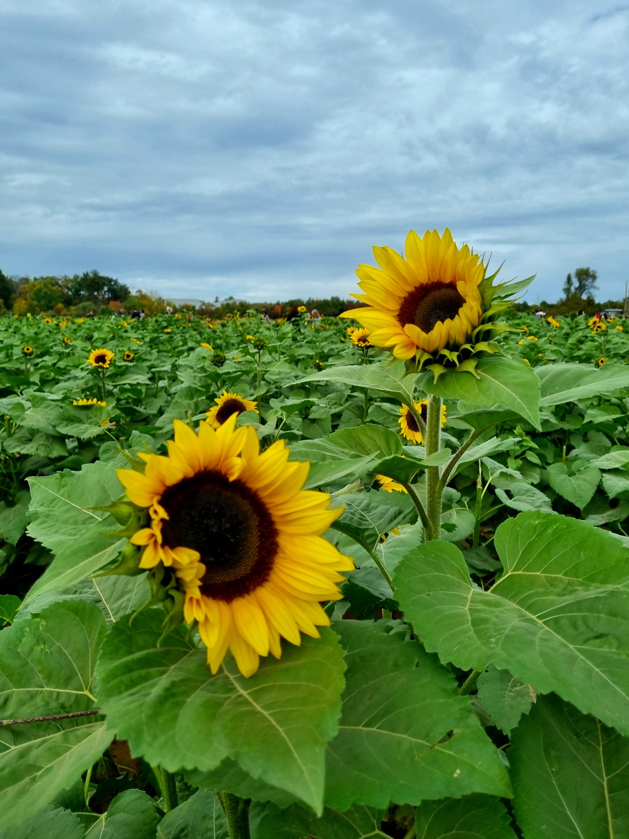 And the yellow sunflower by the stream stood in autumn beauty - My, beauty, Autumn, Flowers, The photo, Quotes, Longpost