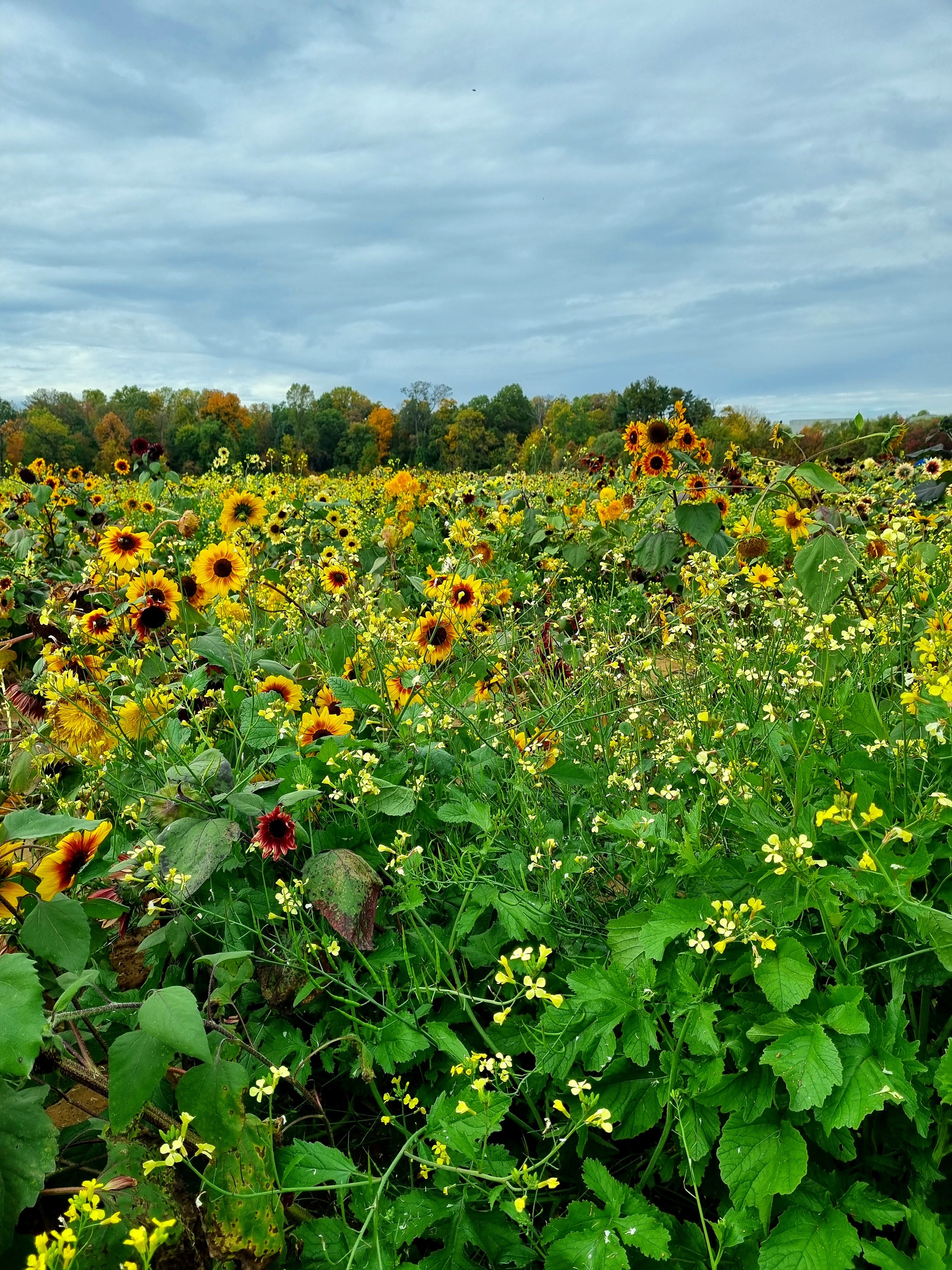 And the yellow sunflower by the stream stood in autumn beauty - My, beauty, Autumn, Flowers, The photo, Quotes, Longpost