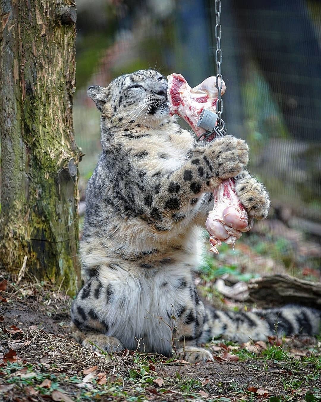 October 23 is International Snow Leopard Day - Snow Leopard, Rare view, Big cats, Predatory animals, Mammals, Animals, Wild animals, Zoo, Bones, The photo, Longpost