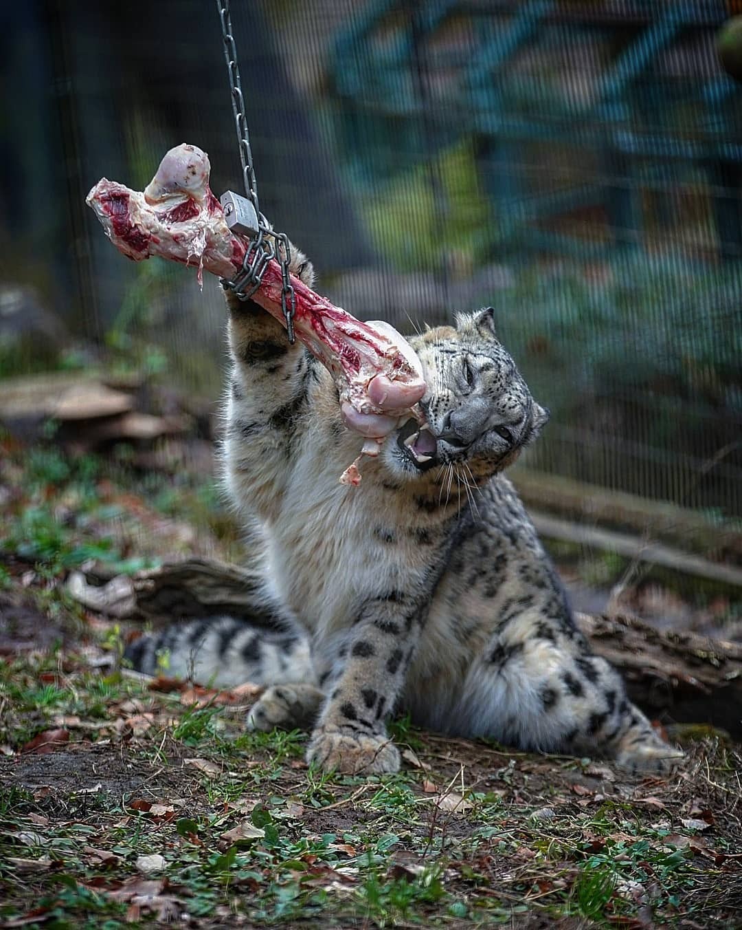 October 23 is International Snow Leopard Day - Snow Leopard, Rare view, Big cats, Predatory animals, Mammals, Animals, Wild animals, Zoo, Bones, The photo, Longpost