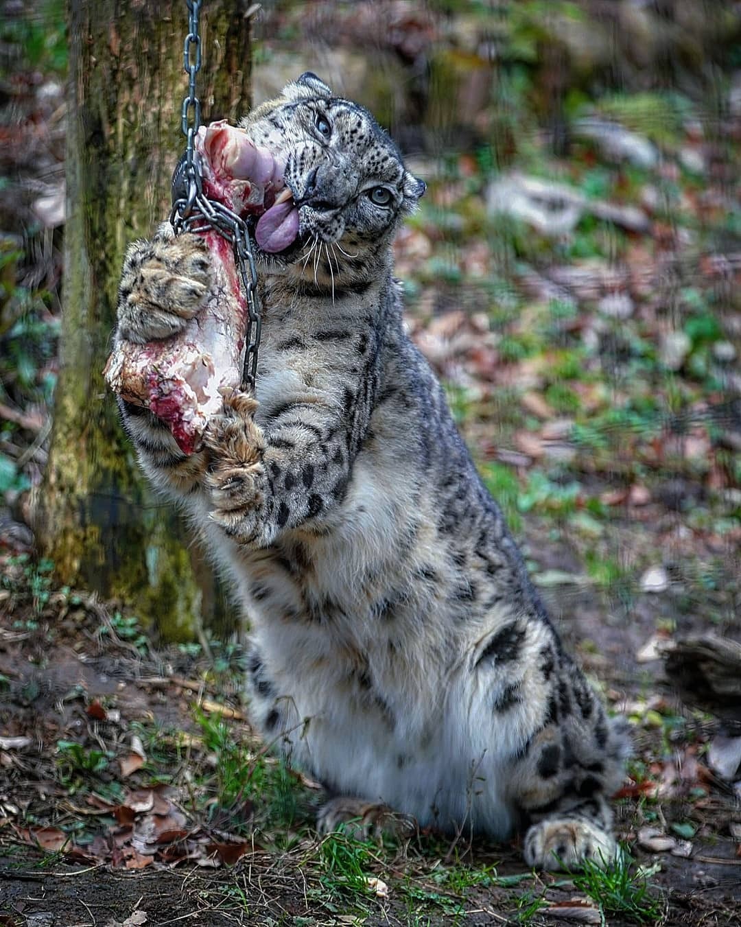 October 23 is International Snow Leopard Day - Snow Leopard, Rare view, Big cats, Predatory animals, Mammals, Animals, Wild animals, Zoo, Bones, The photo, Longpost