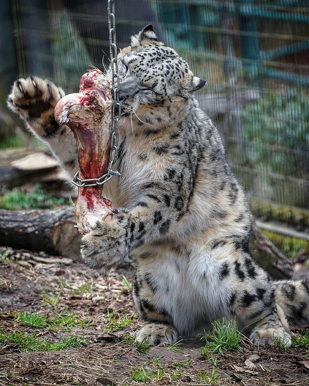 October 23 is International Snow Leopard Day - Snow Leopard, Rare view, Big cats, Predatory animals, Mammals, Animals, Wild animals, Zoo, Bones, The photo, Longpost