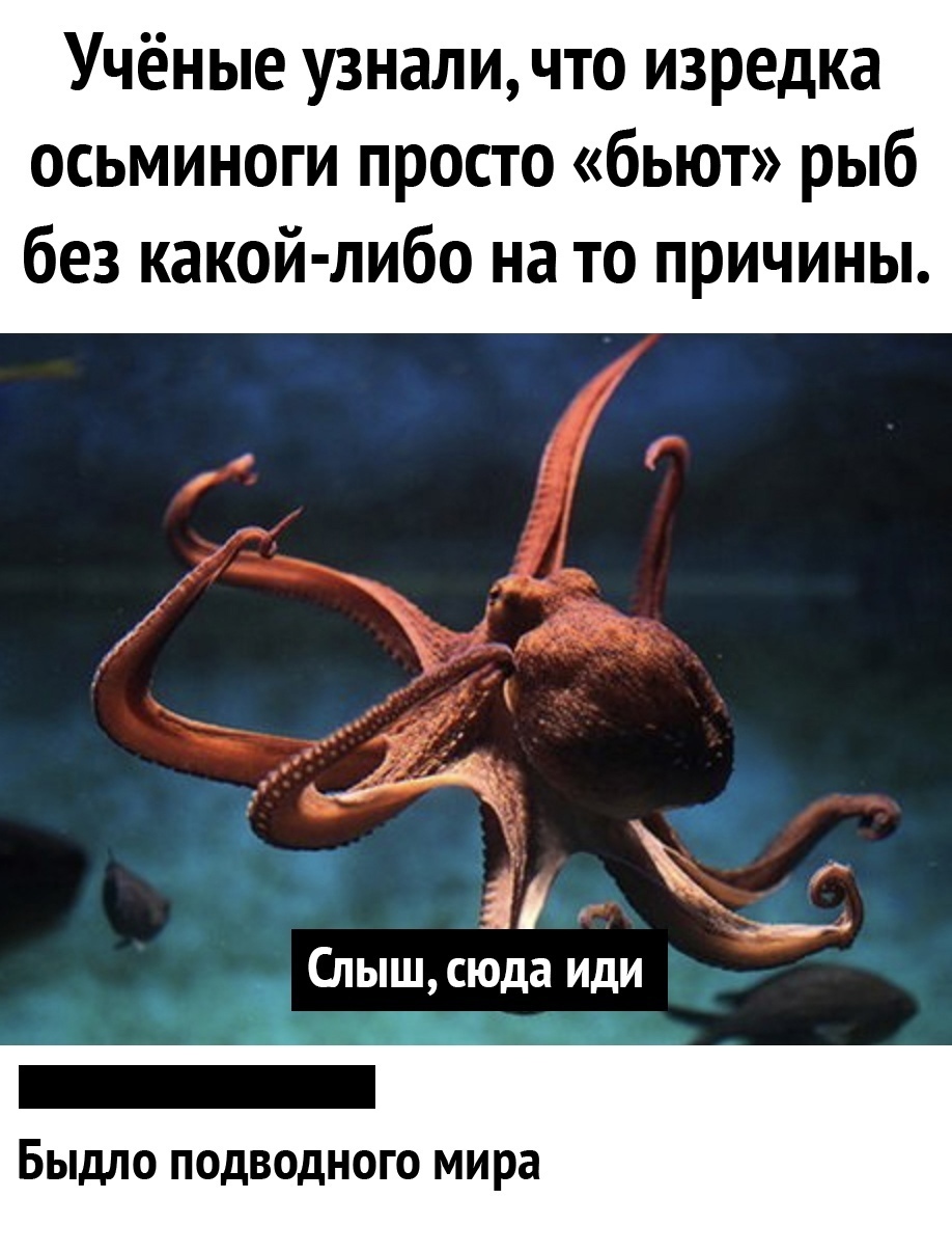 Cattle of the underwater world - Octopus, Humor, A fish, Scientists, Research, Picture with text