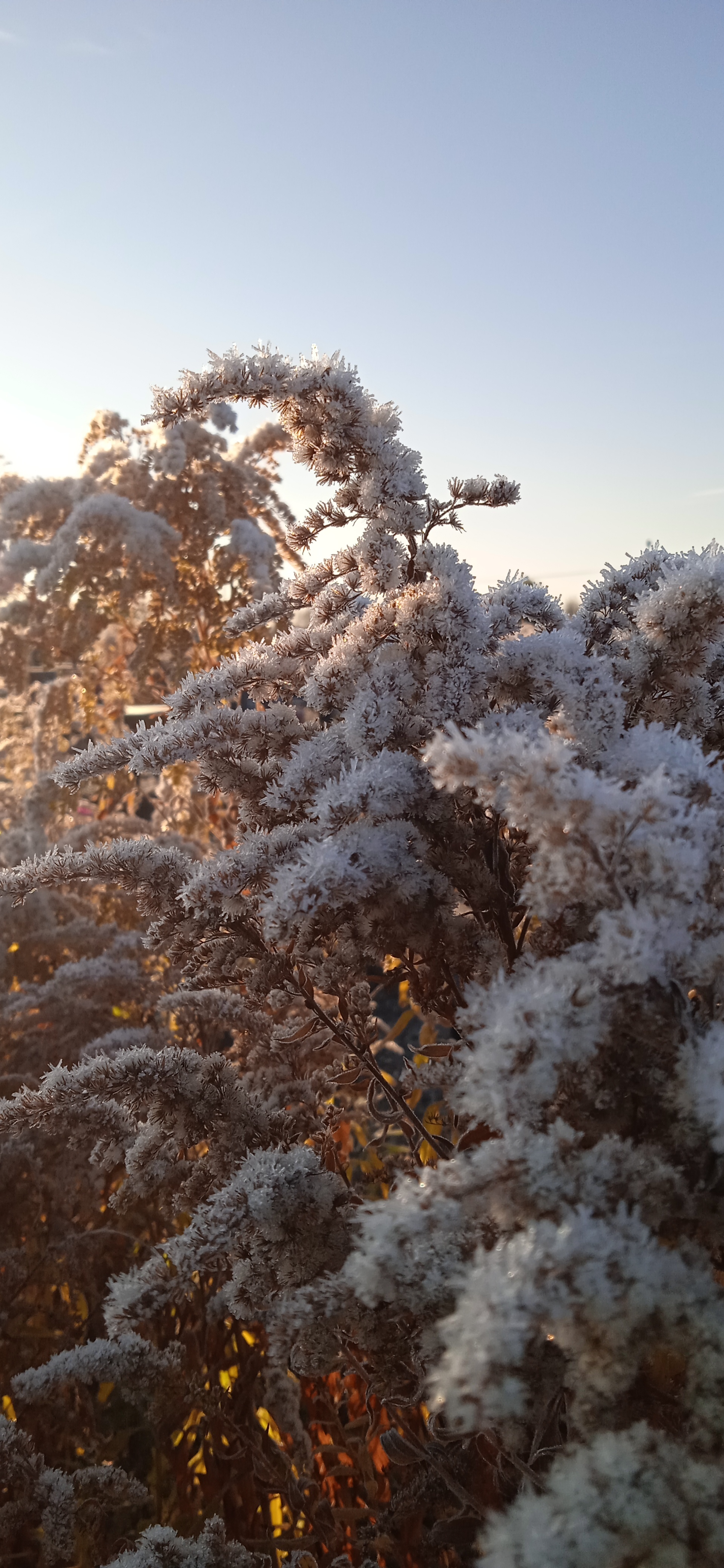 First frosts - My, Mobile photography, Flowers, Cemetery, Frost