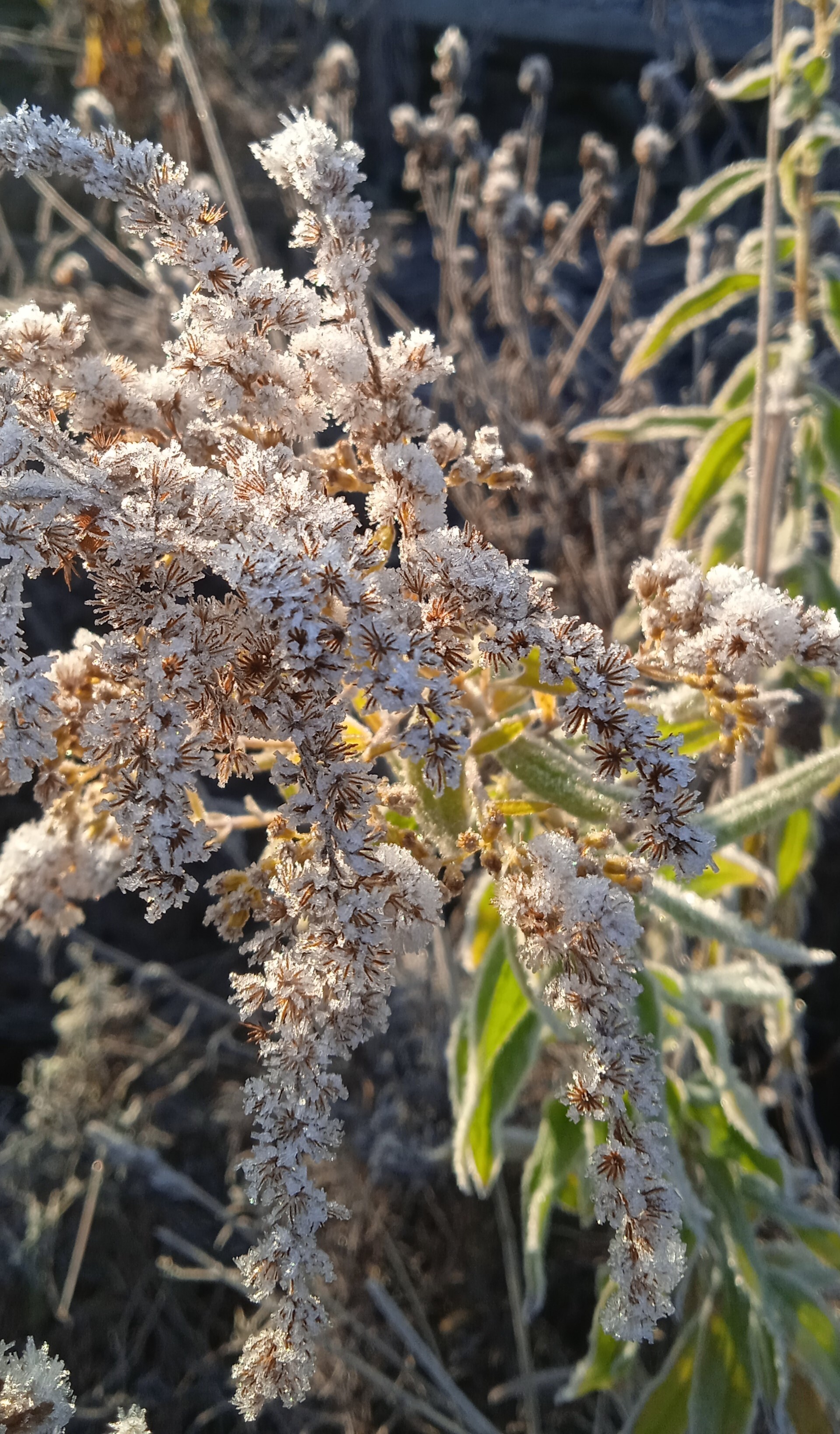 First frosts - My, Mobile photography, Flowers, Cemetery, Frost