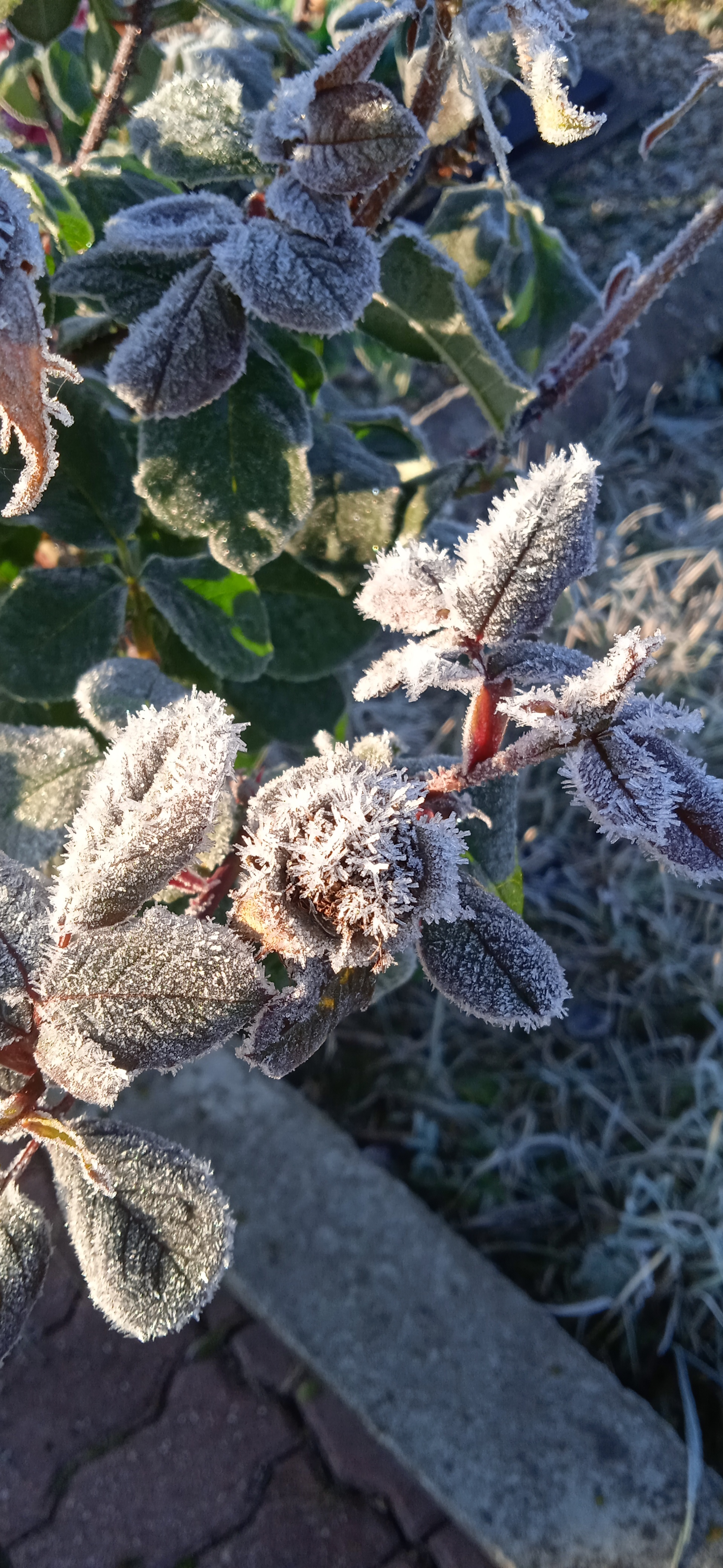 First frosts - My, Mobile photography, Flowers, Cemetery, Frost