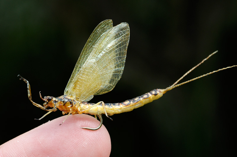 About flies - My, Fishing, fly fishing, Hobby, Longpost, A fish