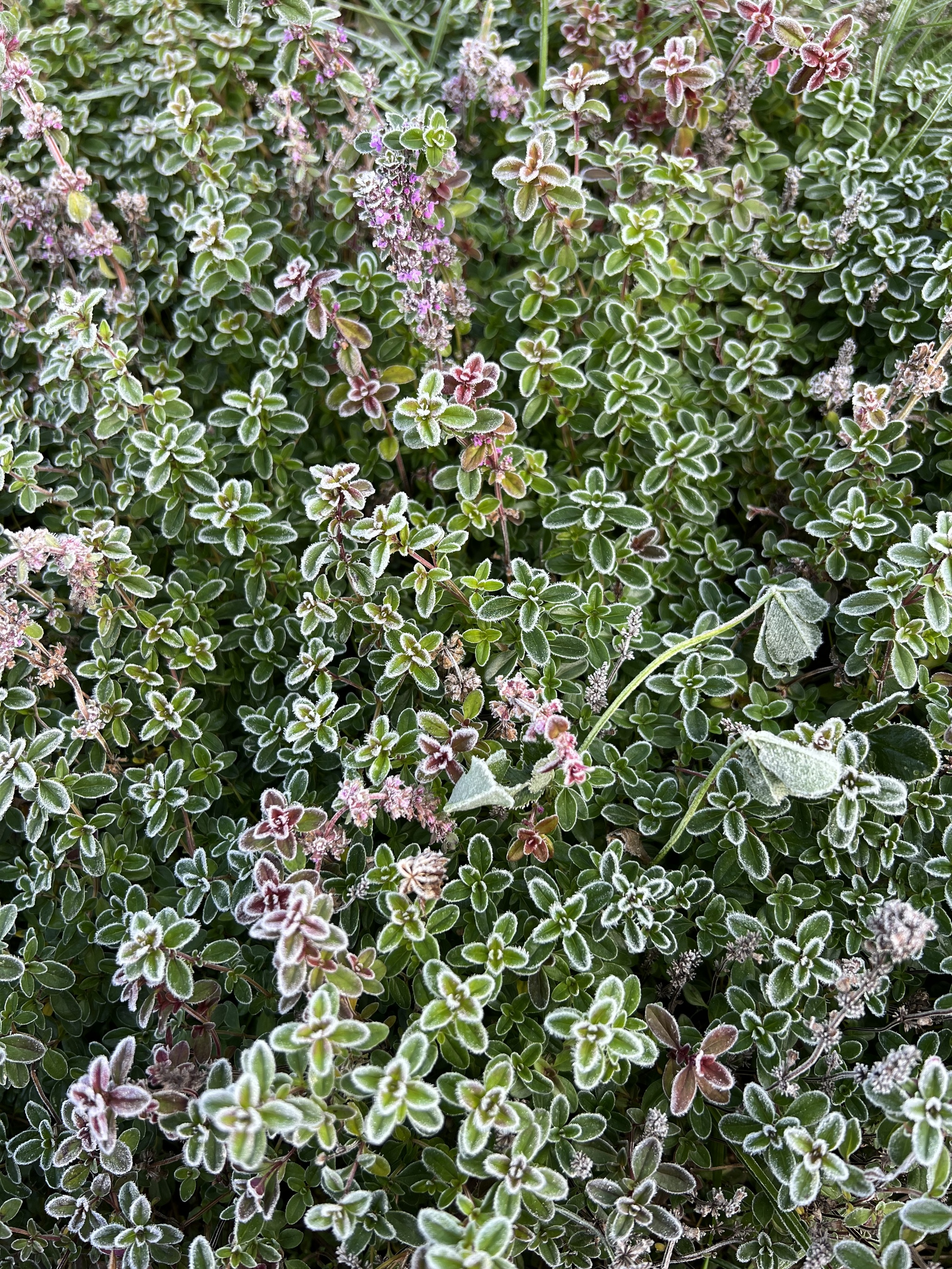 frost - My, Autumn, Macro photography, Flowers, the Rose, Thyme, Thyme, Frost, Longpost