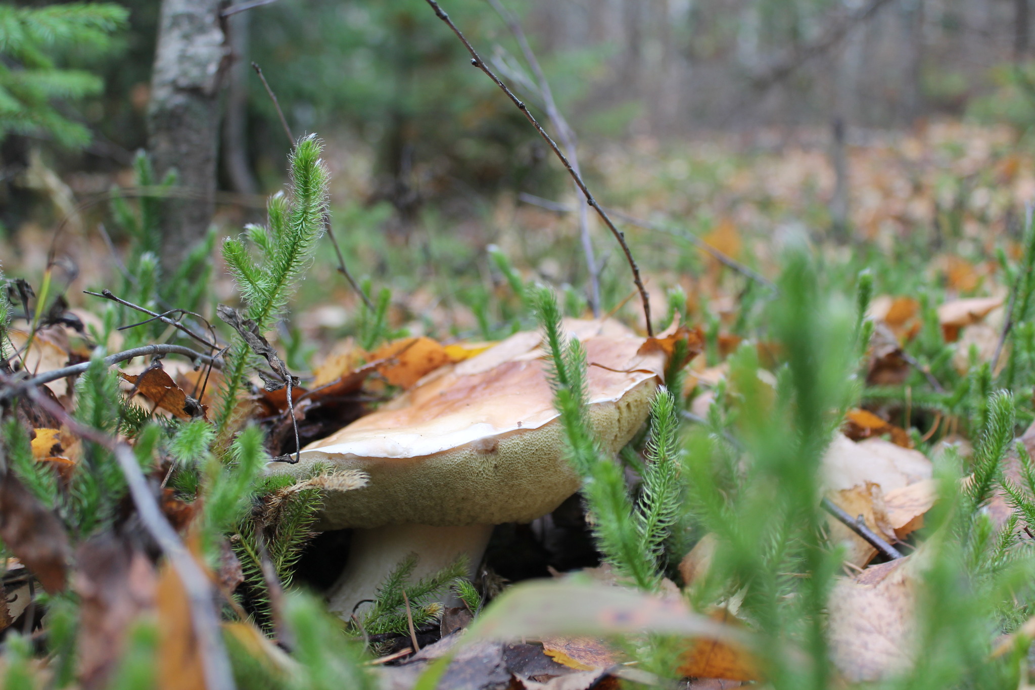 silent hunting - My, Mushrooms, Porcini, Silent hunt, Vladimir region