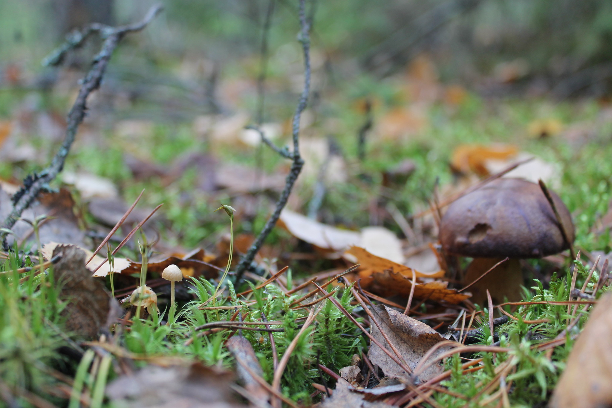 silent hunting - My, Mushrooms, Porcini, Silent hunt, Vladimir region