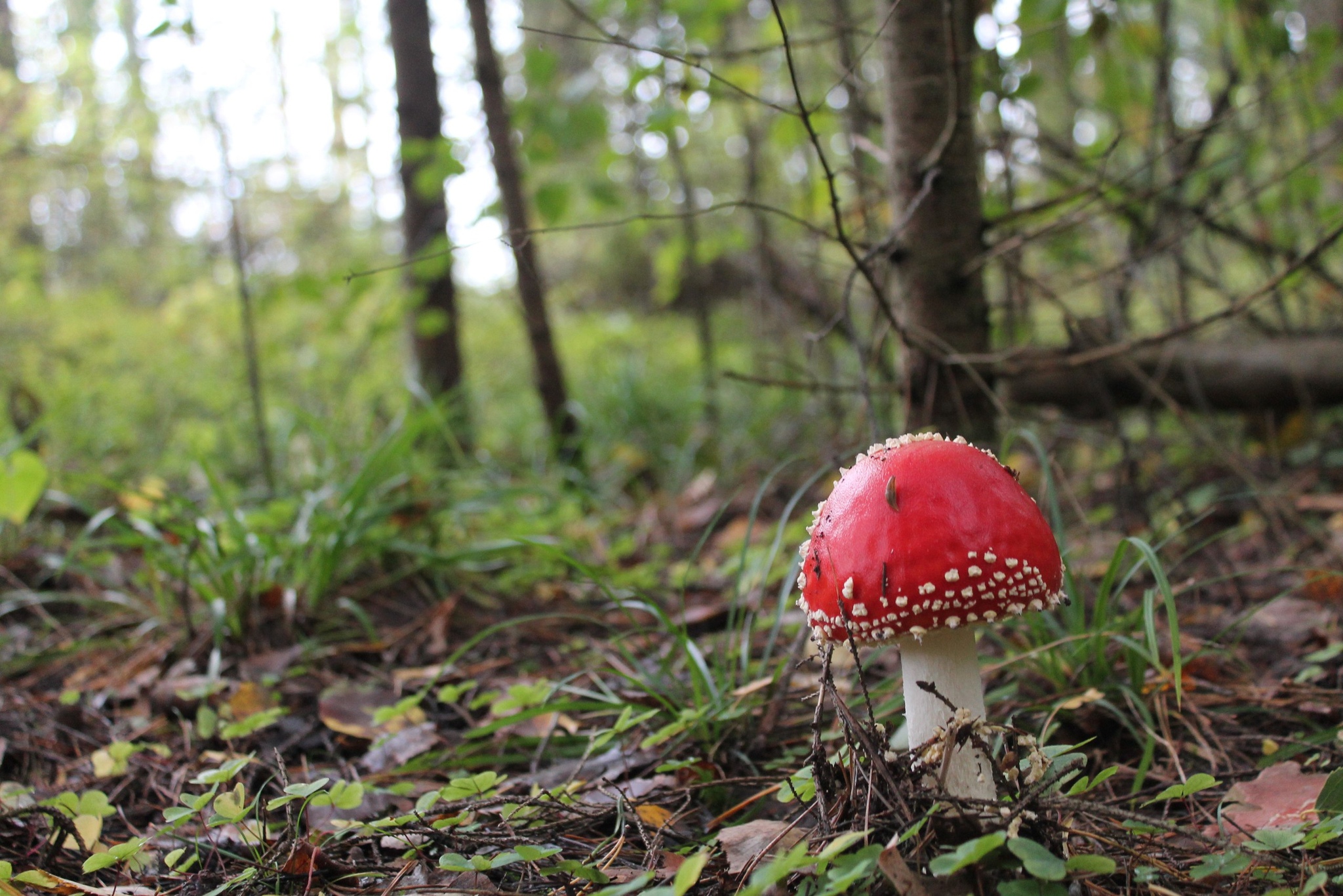 silent hunting - My, Mushrooms, Porcini, Silent hunt, Vladimir region