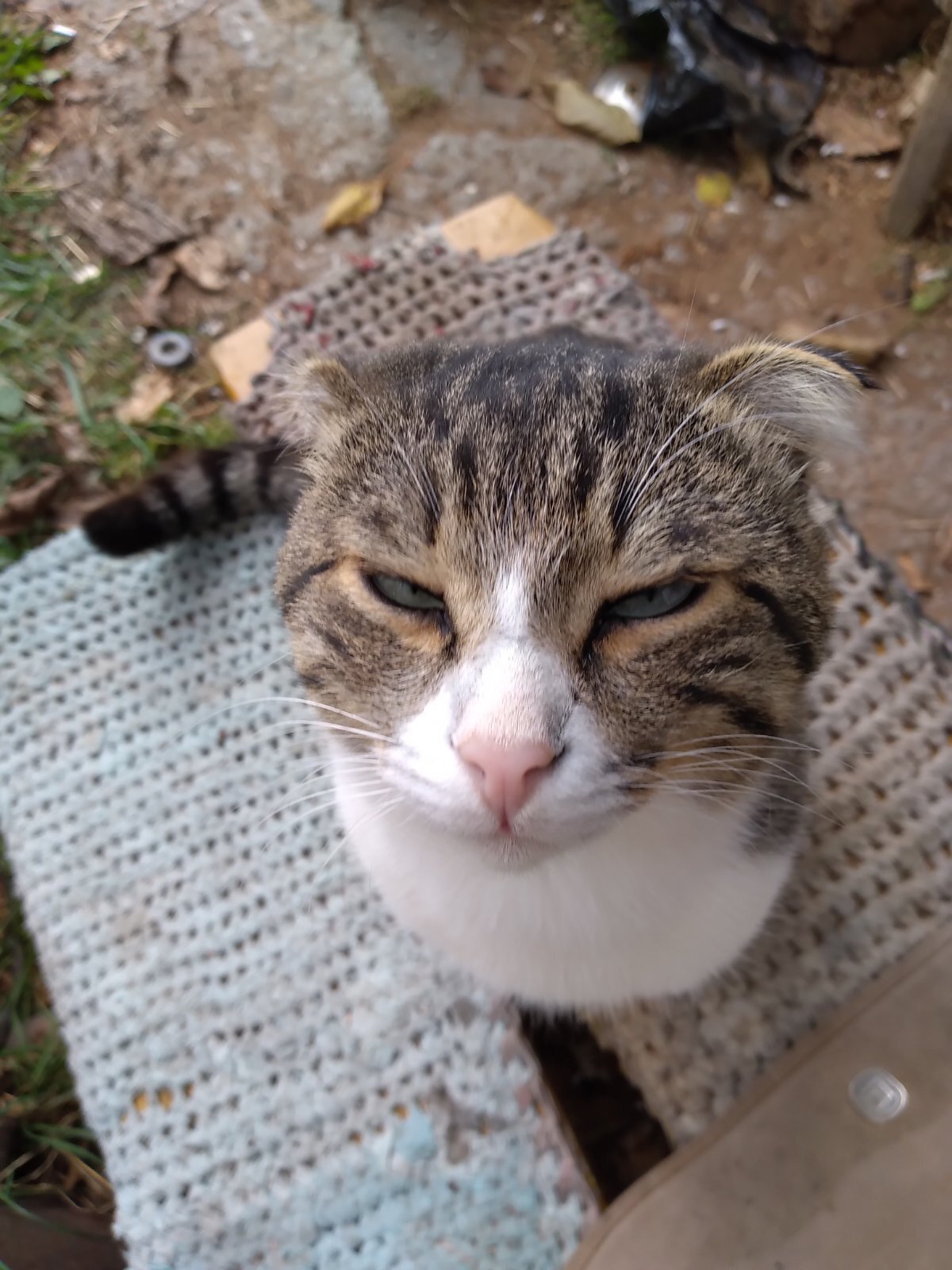 Peekaboo is buggy - My, cat, Crimea, Longpost