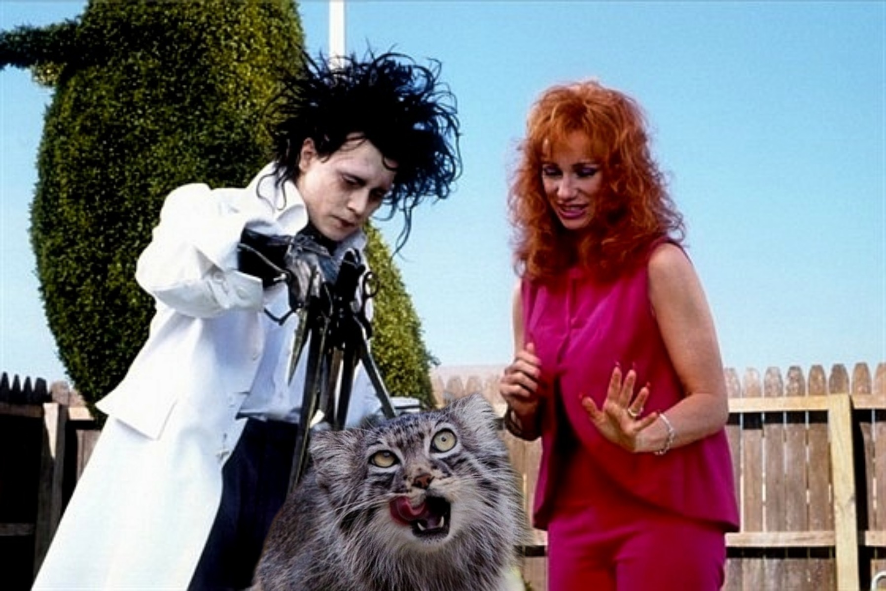 Response to the post Cinema News - Cat family, Pallas' cat, Pet the cat, Small cats, Fluffy, Edward Scissorhands, Johnny Depp, Photoshop, Reply to post, Longpost
