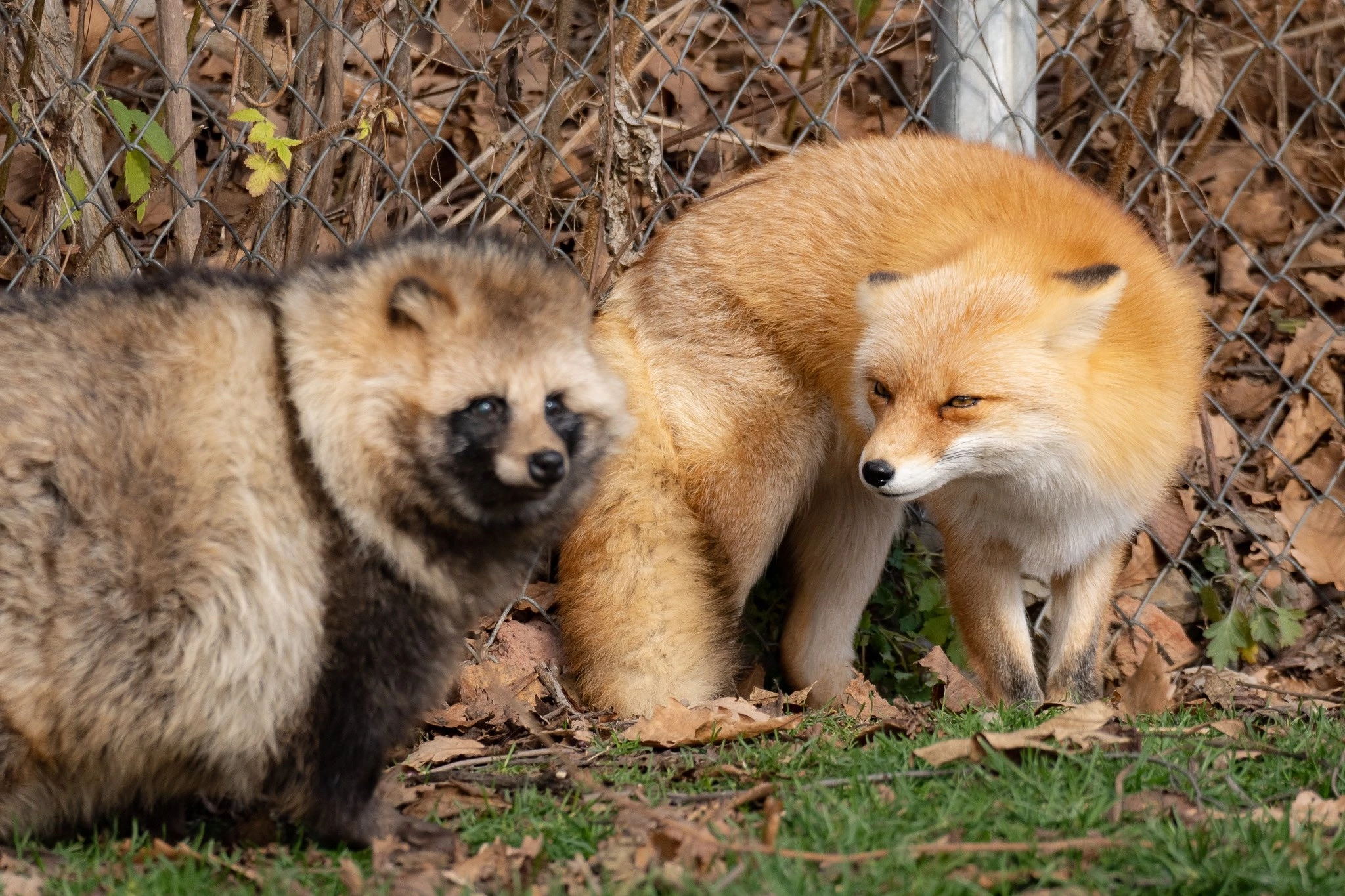 The fox looks strangely at the raccoon dog ^.^ - The photo, Animals, Fox, Milota, Raccoon dog