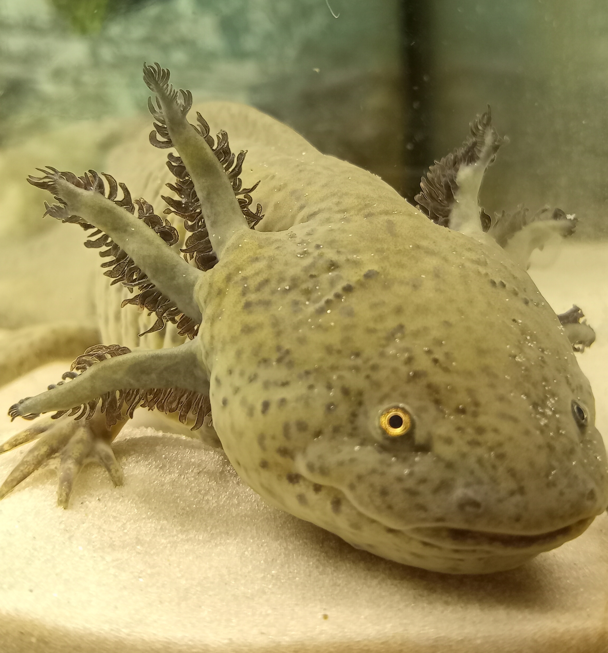 Axolotl caviar. Part 2 - My, Axolotl, Caviar, Fry, Aquarium, Longpost