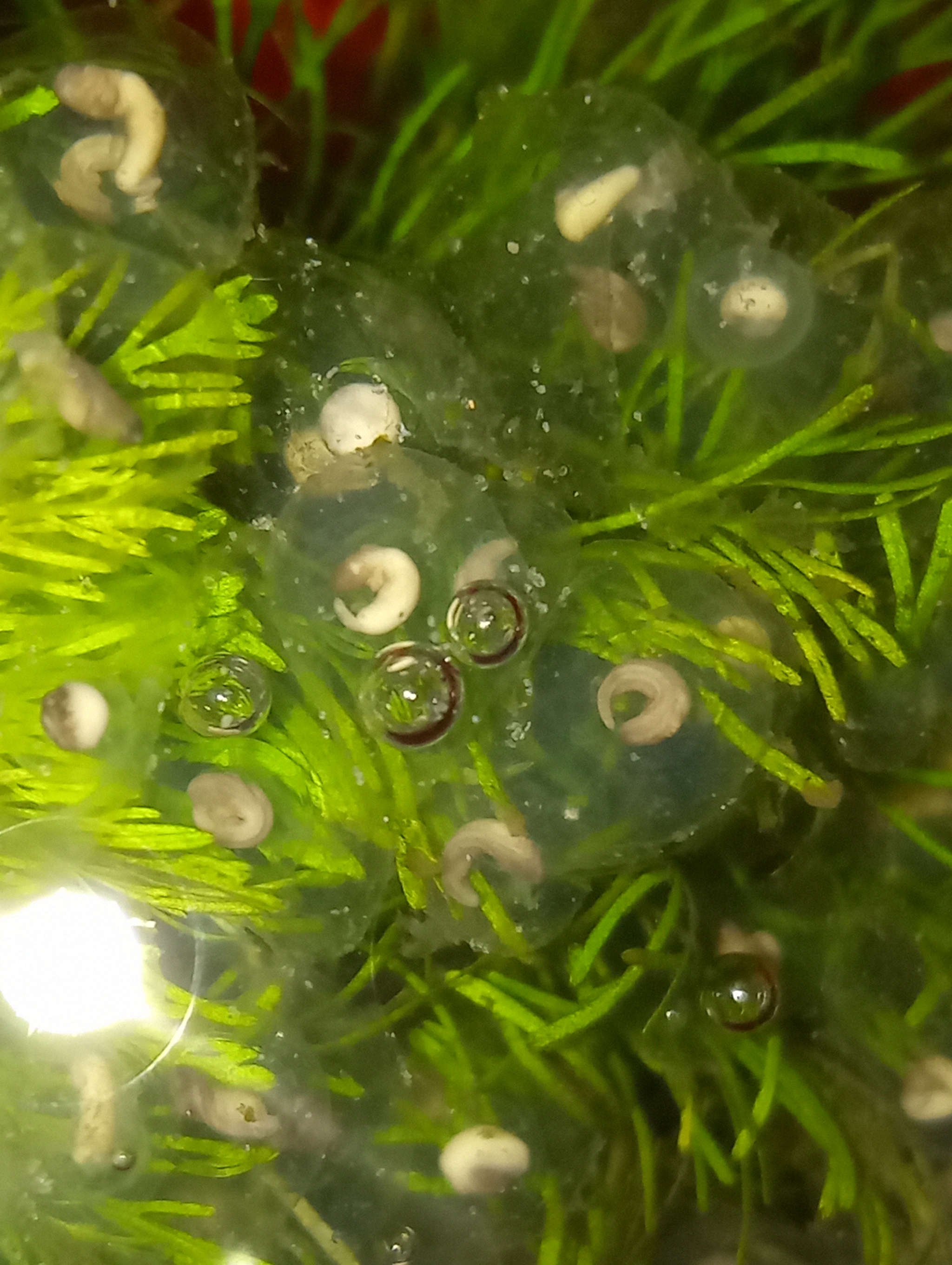 Axolotl caviar. Part 2 - My, Axolotl, Caviar, Fry, Aquarium, Longpost