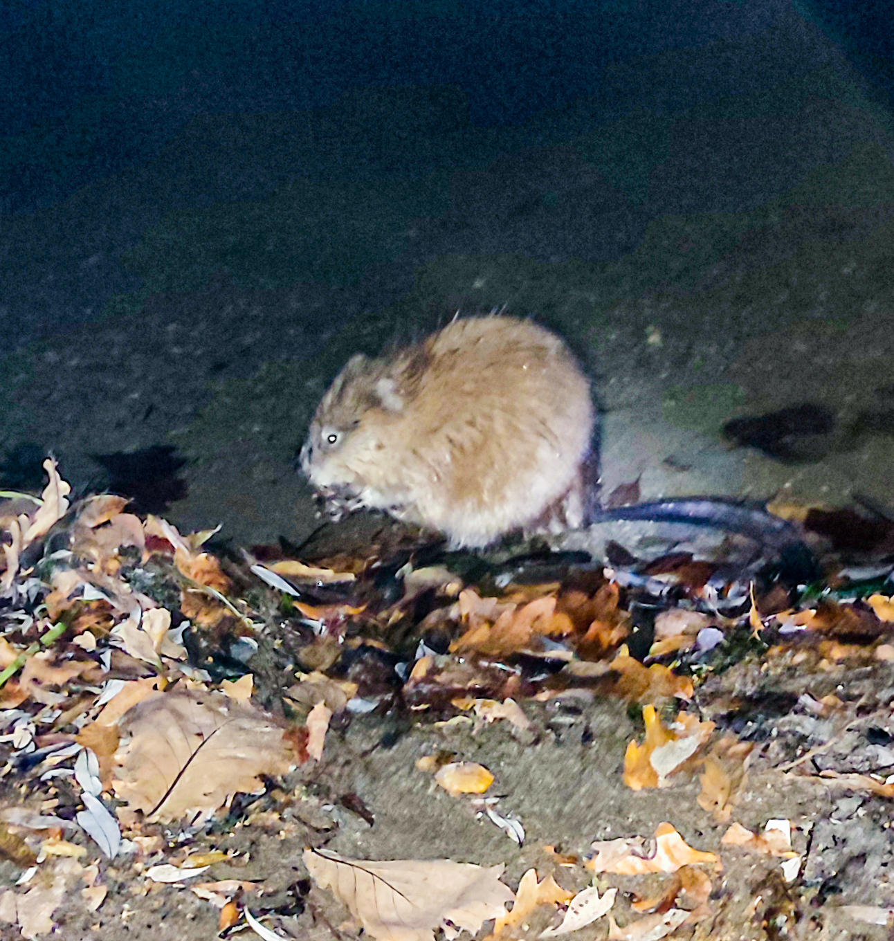 Fearless muskrat - My, Muskrat, Animals, Lake, Rodents, Rat, Longpost