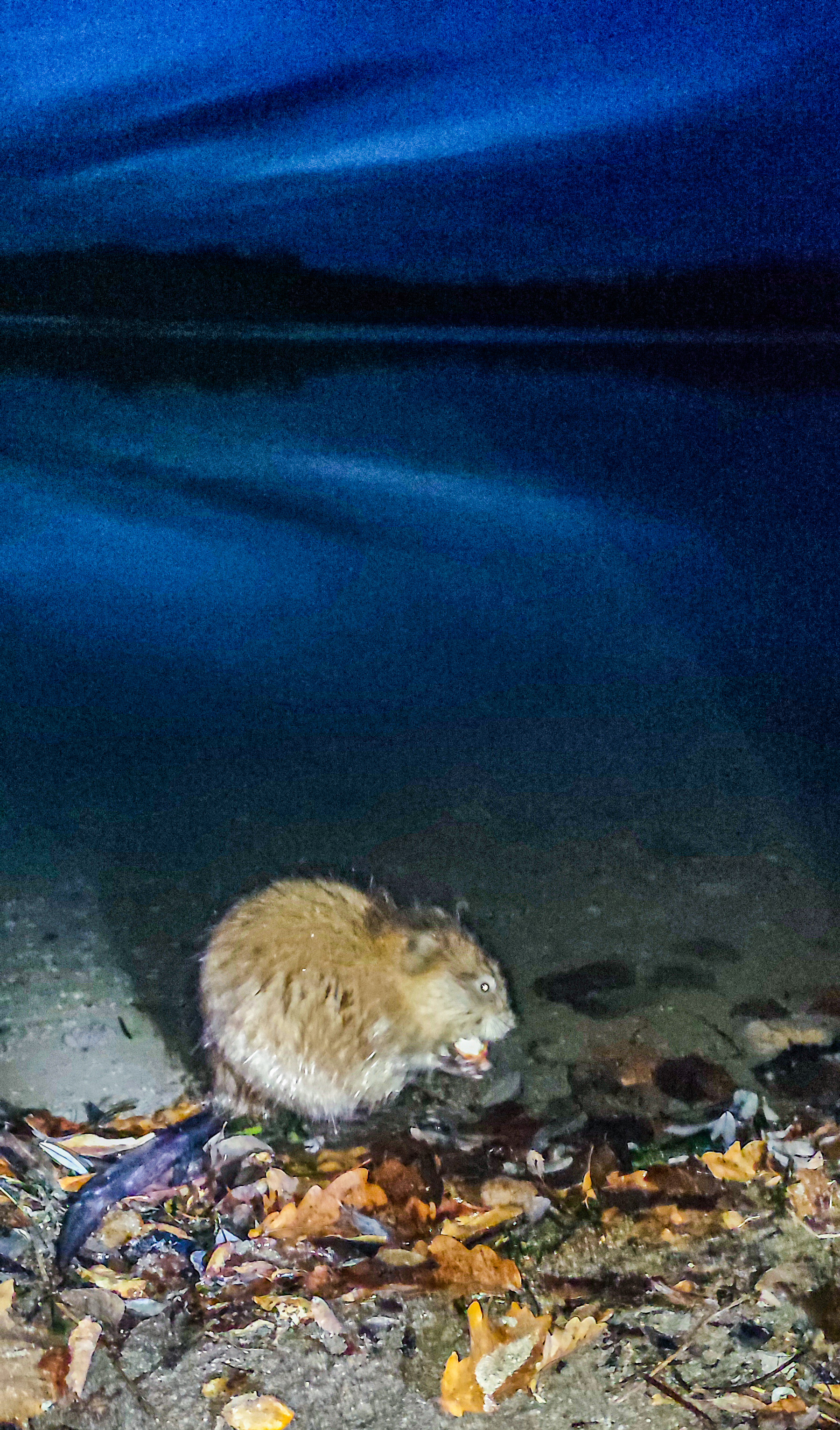 Fearless muskrat - My, Muskrat, Animals, Lake, Rodents, Rat, Longpost