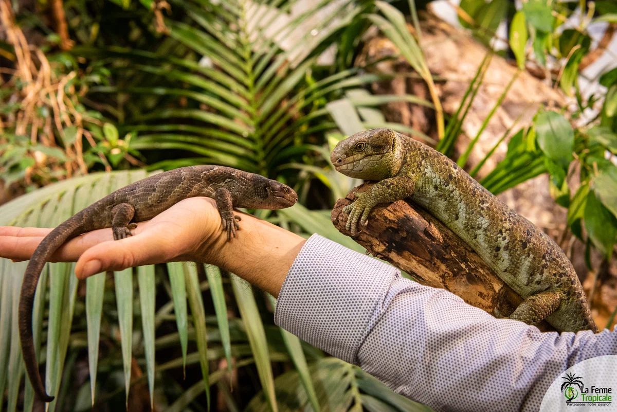 Chain-tailed Skink: Live birth, strong families, and caring for children. Almost human love in formidable lizards - Skink, Lizard, Reptiles, Animal book, Longpost