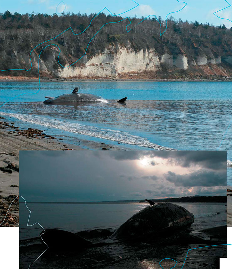 Whales in a trap - Research, Nature, Sperm whale, Kurile Islands, Longpost