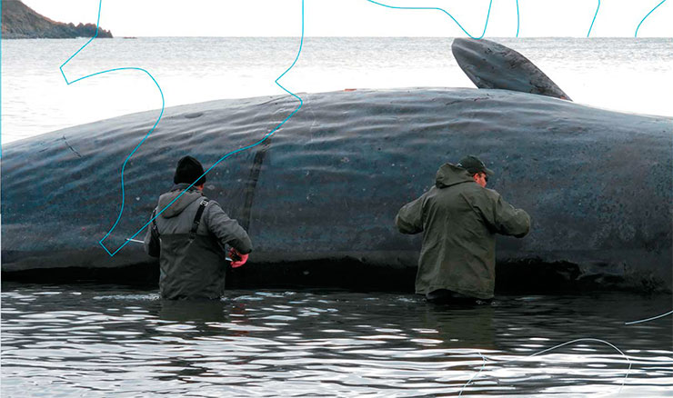 Whales in a trap - Research, Nature, Sperm whale, Kurile Islands, Longpost