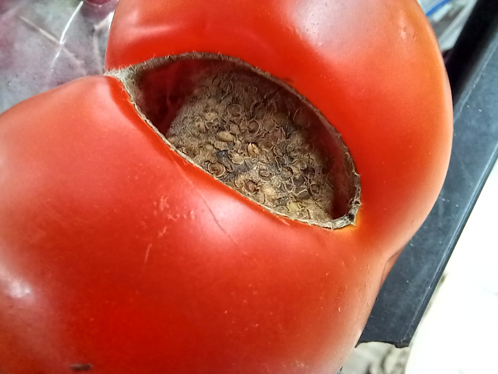 trypophobe tomato - My, Tomatoes, Trypophobia, The photo