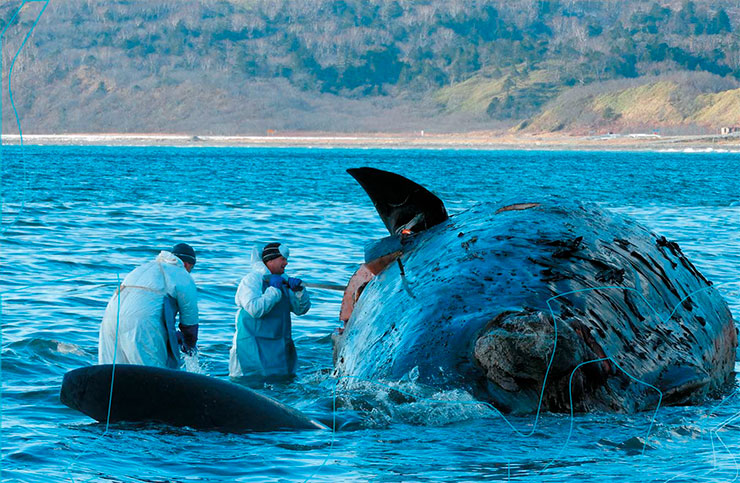 Whales in a trap - Research, Nature, Sperm whale, Kurile Islands, Longpost