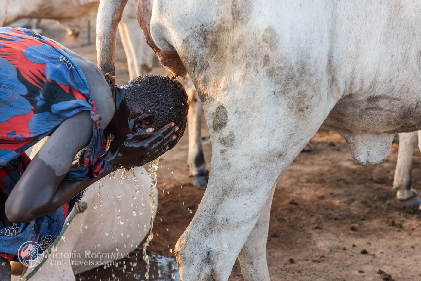 Wash with cow urine. Ritual of South Sudan - Video, With sound, Tribes, Ritual, Washing, Urine, South Sudan, Herd, Text, The photo, Longpost