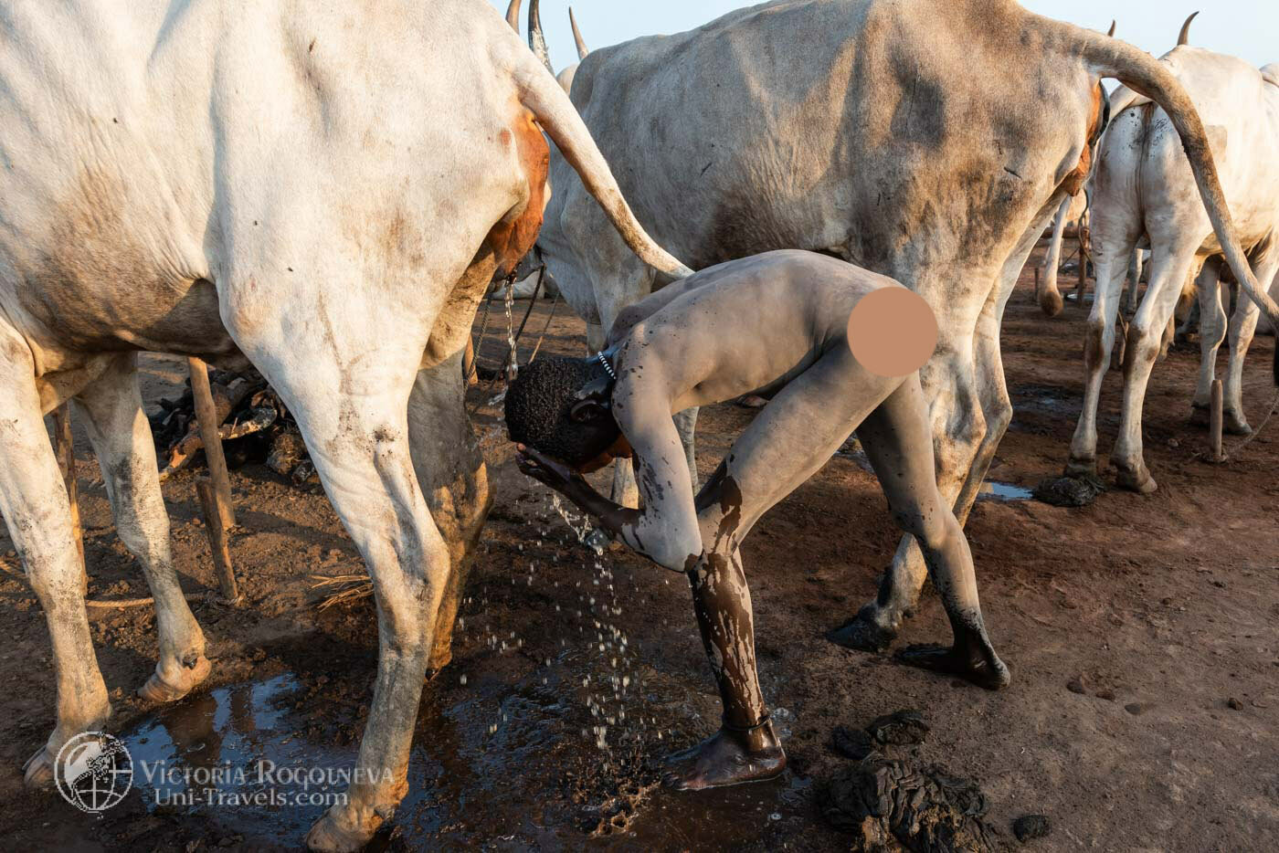 Wash with cow urine. Ritual of South Sudan - Video, With sound, Tribes, Ritual, Washing, Urine, South Sudan, Herd, Text, The photo, Longpost