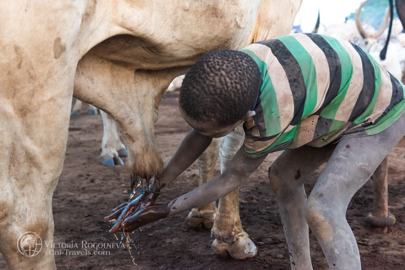 Wash with cow urine. Ritual of South Sudan - Video, With sound, Tribes, Ritual, Washing, Urine, South Sudan, Herd, Text, The photo, Longpost