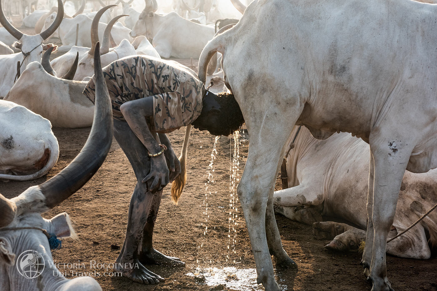 Wash with cow urine. Ritual of South Sudan - Video, With sound, Tribes, Ritual, Washing, Urine, South Sudan, Herd, Text, The photo, Longpost